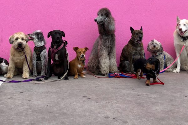 Tails of Love: Dating an Animal Enthusiast