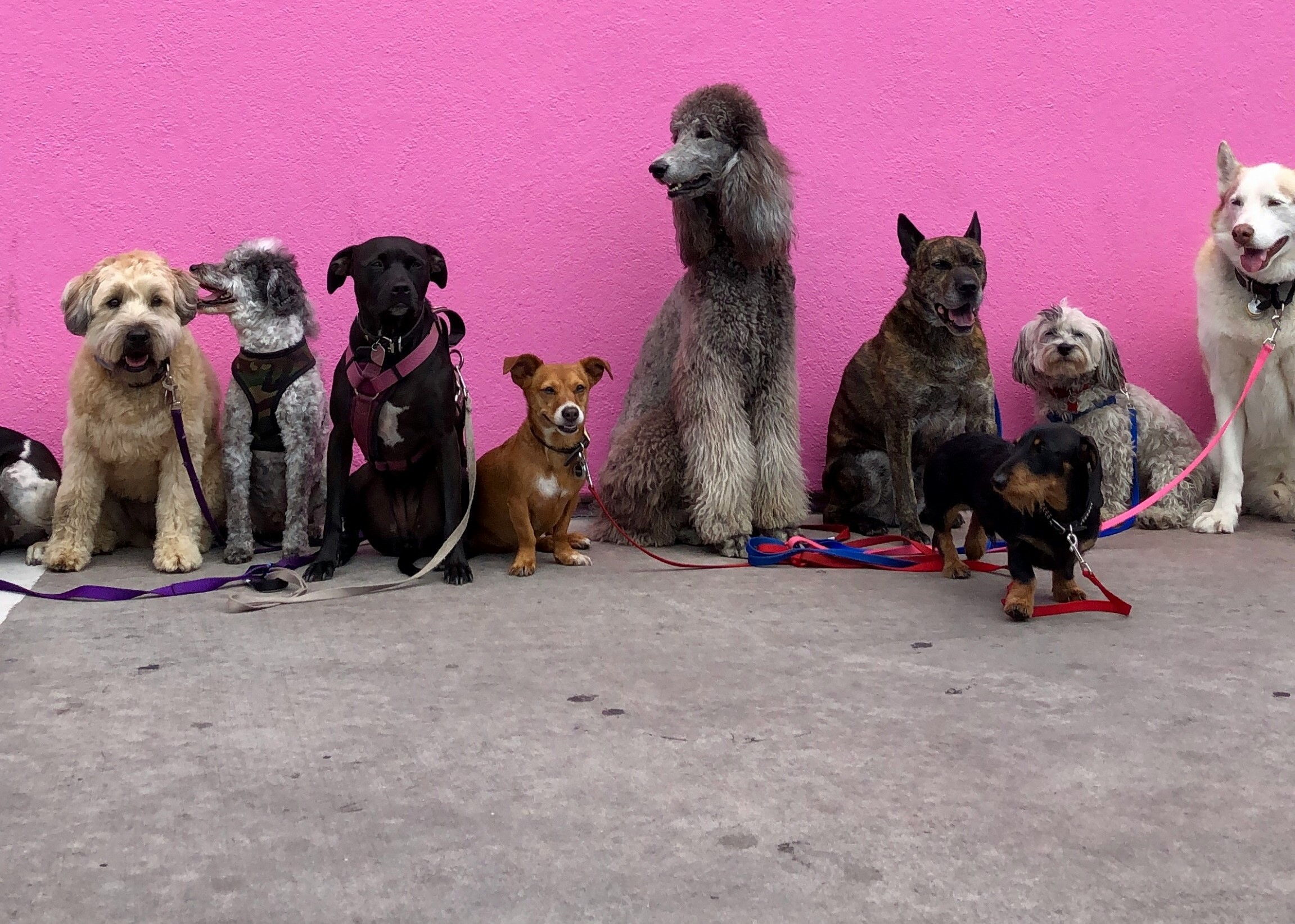 Tails of Love: Dating an Animal Enthusiast